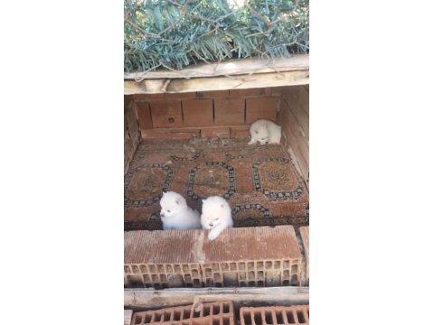 2 Aylık Erkek Spitz