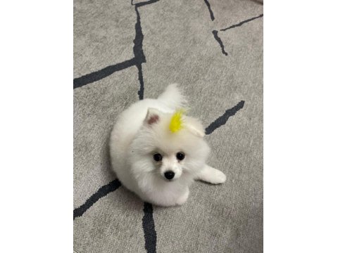 6 Aylık Dişi Pomeranian Yavru