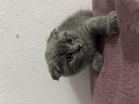 Scottish Fold Blue Point Bebekler