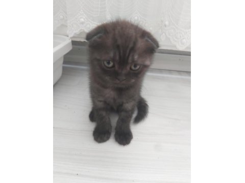 Scottish Fold Kedimiz İstanbul Tuzla