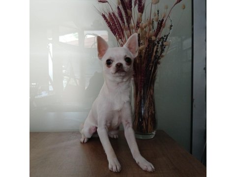 Beyaz Harika Anatomili Şivava