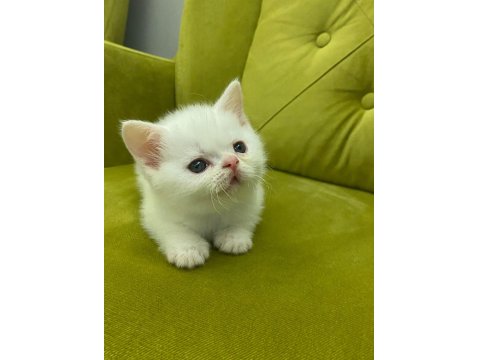 Scottish Straight 29 Nisan Doğumlu Erkek