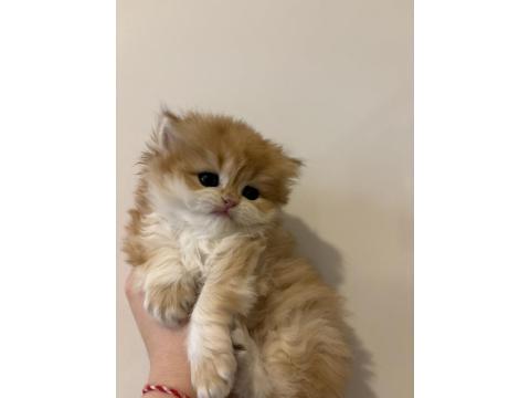 Safkan British Golden Longhair Shorthair Ny12 Yavrular