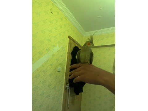 Çift Sultan Papağanı Gayet Sağlıklı