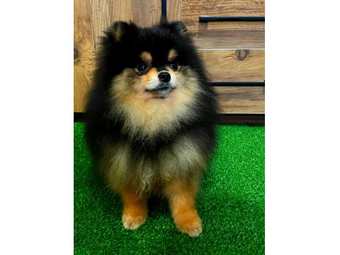 11 Aylık Teddy Bear Erkek Pomeranian