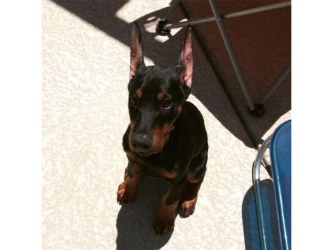 Sağlık Ve Irk Garantili Doberman