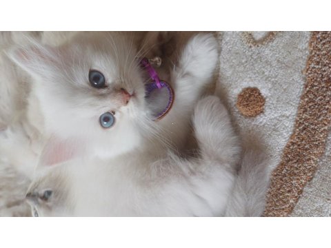 British 2 Aylık Maviş