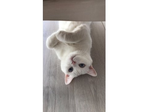 British Kedimiz Lilamız Yeni Yuvasını Arıyor