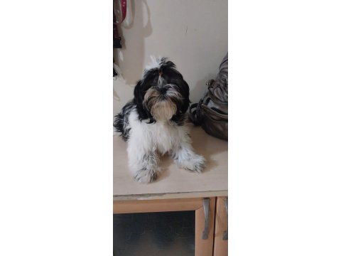 Yavru Shih Tzu