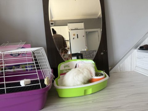 Herşeyiyle Ücretsiz Dişi Hollanda Lop Tavşan