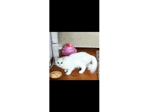 Şecereli Dişi 3 Yaşında Ücretsiz British Longhair