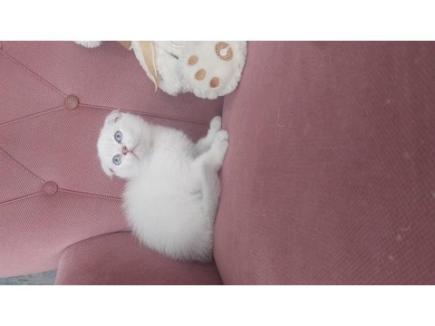 Mükemmel Erkek Scottish Fold Bebeğim