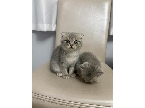 2 Aylık Kırık Kulak Dişi Scottish Fold