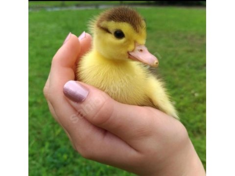 Sevimli Ördek Yavruları