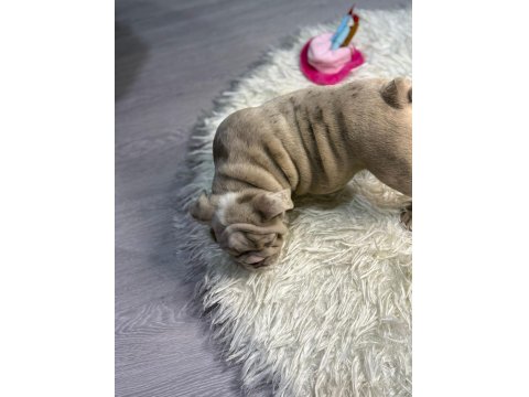 Türkiye Deki En Güzel İngiliz Bulldog Yavrularımız
