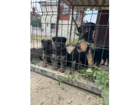 Alman Kurdu Yavru Köpekler