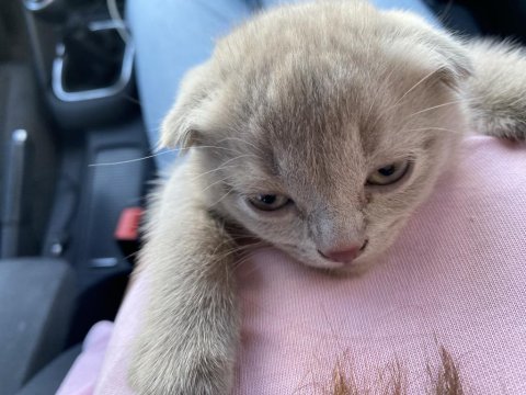 Scottish Fold Yavru 1,5 Aylık