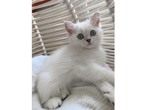 Full Şecereli Erkek Kedimiz