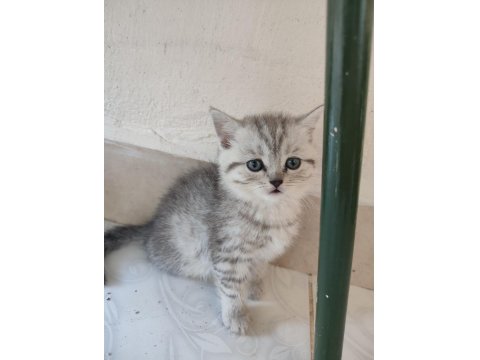 Sevimli Minik British Shorthair Yavrularımız