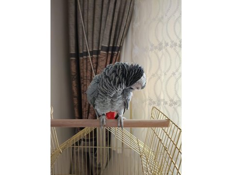 Jako Papağanı Kafesi İle Beraber