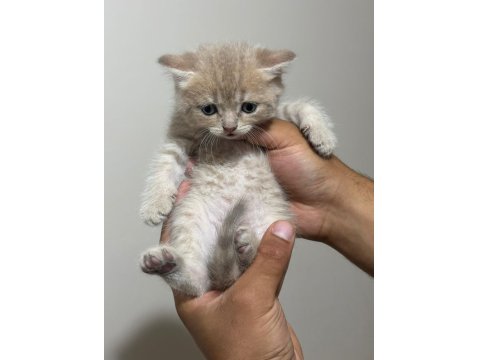 Tatlı Golden British Shorthair Yavrular