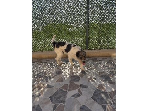 Terrier Barack Kırması İki Kardeş