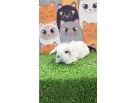 Hollanda Teddy Lop Tavşan Yavruları