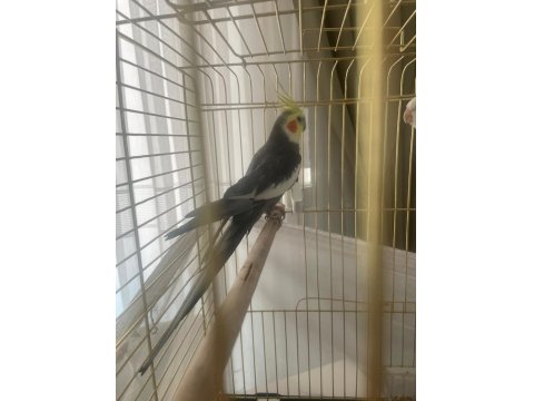 Eş Olmaya Hazır Sultan Papağanı