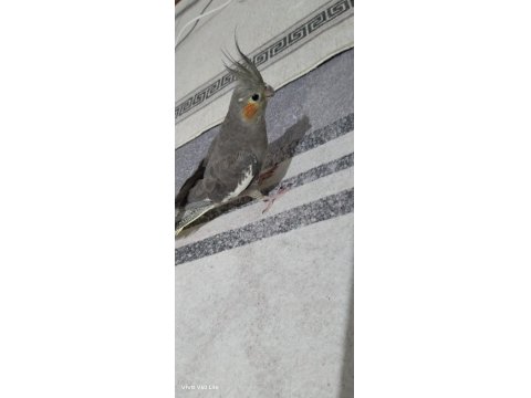 Akıllı Sultan Papağanı Paşa Elde Beslenmiş