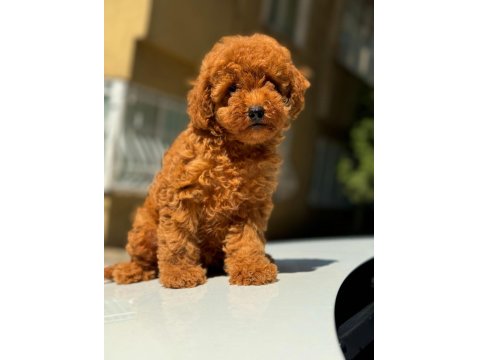 Safkan Toy Poodle Köpekleri