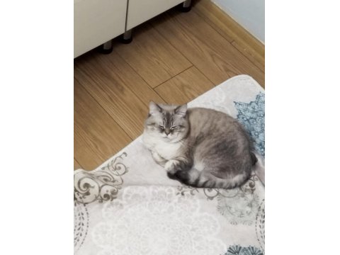 1.5 Yaşındaki British Shorthair Oğluma Yuva Arıyorum Ücretsiz