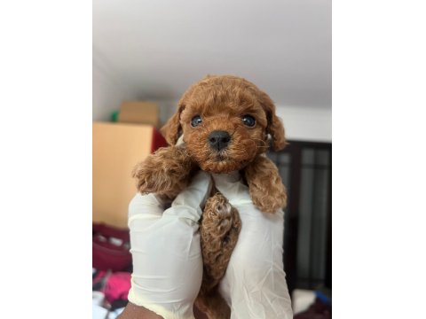 Sevimli Poodle Yavrularımız