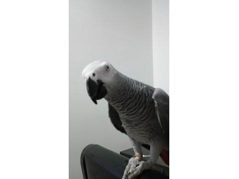 Jako Papağanı Kırmızı Kuyruk