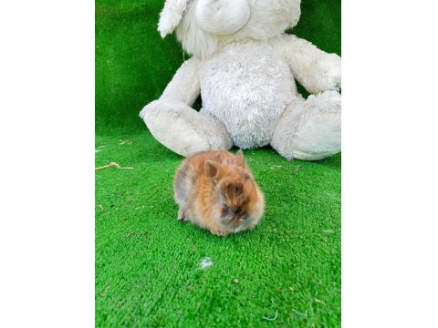 Cüce Tavşan Yavruları Gönderim Yapılır