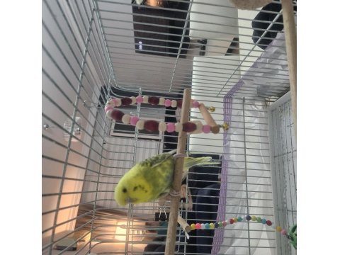 2.5 Yaşında Dişi Rainbow Muhabbet Kuşu