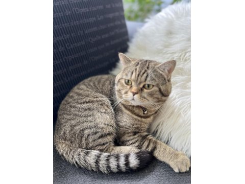 Ücretsiz British Shorthair Kırması Kedimiz