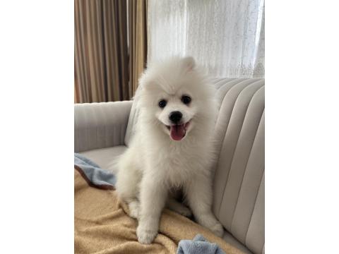 4 Aylık Erkek Pomeranian