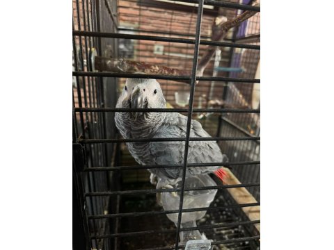 9 Aylık Jako Papağanı Kızımız Yeni Ailesini Arıyor