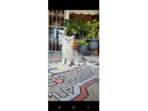 Acil Safkan British Shorthair Oğlumuz
