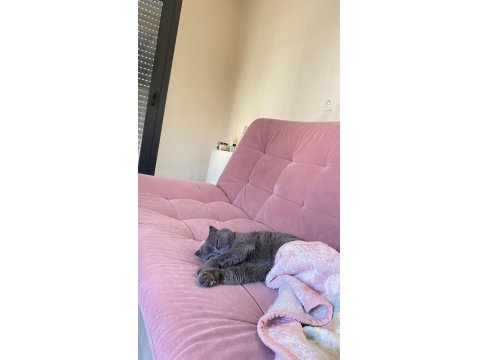 Acil Ücretsiz Sahiplendirme British Shorthair