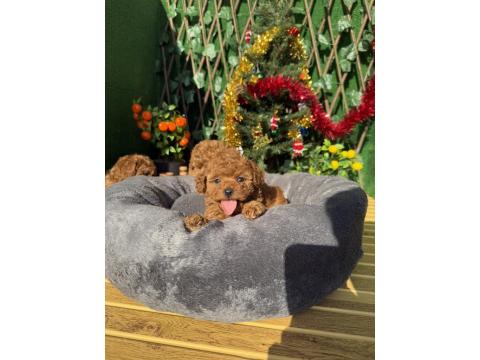 Toy Poodle Yavrularımız