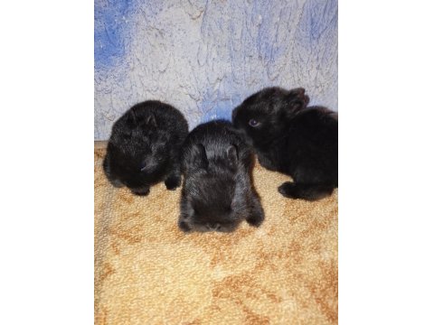 Hollanda Cüce Nedherland Dwarf Tavşan