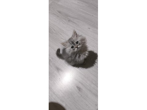 Kül Kedisi Tatlı Chinchilla Yavrularım