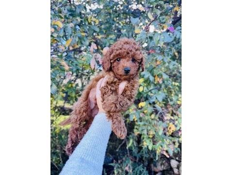 Toy Poodle Red Brown Bebeklerimiz Hazır