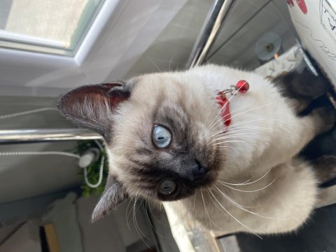 Blue Point Erkek 6 Aylık Kedimiz