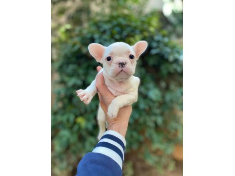Muhteşem Yüzlü French Bulldog Yavrularımız