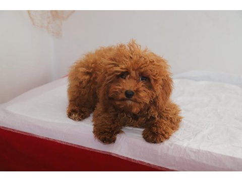 Mini Boy Toy Poodle Kızımız