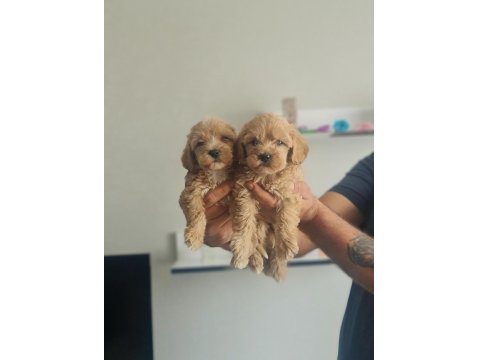 Teslime Hazır Tuvalet Eğitimli Maltipoo Minnaklarım