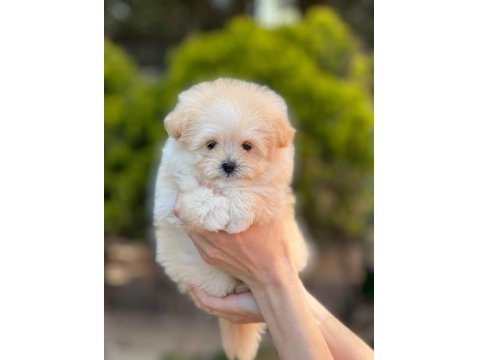 Kop Kore Maltipoo