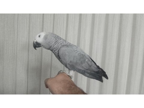 Papağan Çeşitlerimiz Mevcuttur